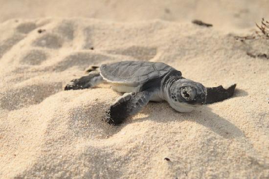 baby sea turtle